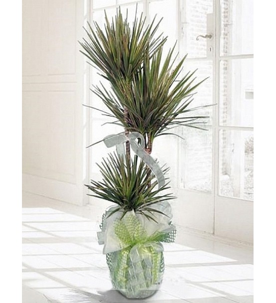 Dracena Marginata Saksı Çiçeği
